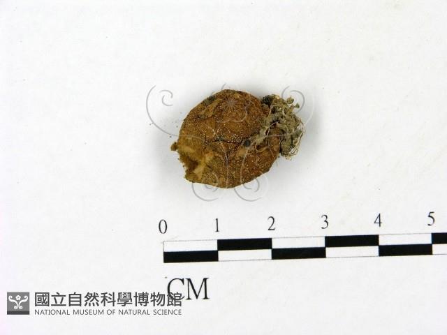 登錄號:F0023177藏品圖，第1張