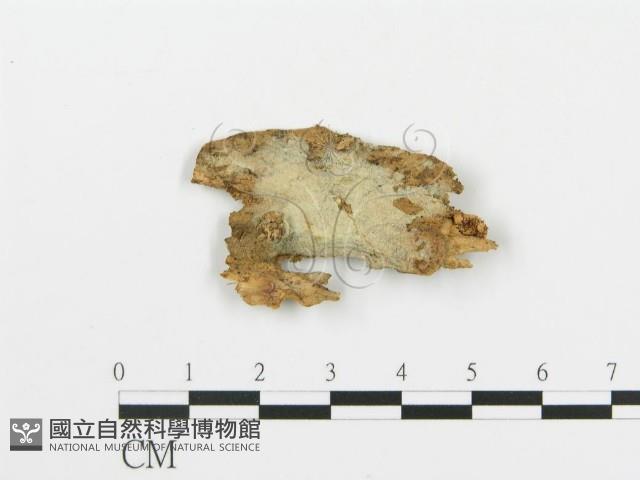 登錄號:F0003177藏品圖，第3張