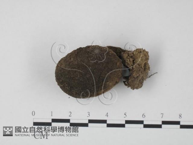 登錄號:F0013177藏品圖，第1張