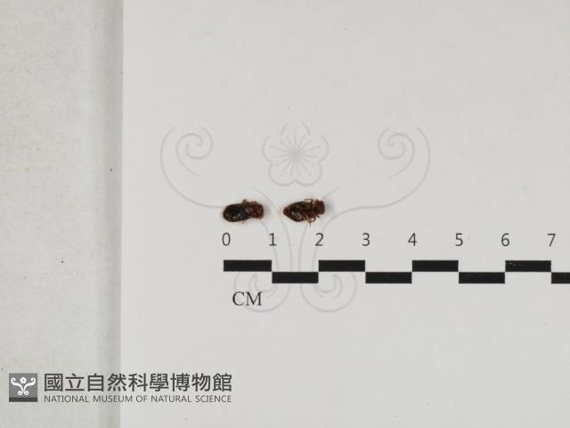 登錄號:F0033177藏品圖，第1張