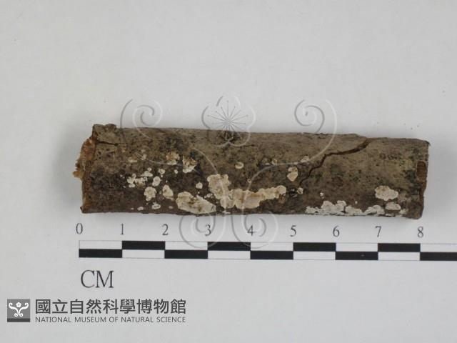 登錄號:F0028077藏品圖，第1張