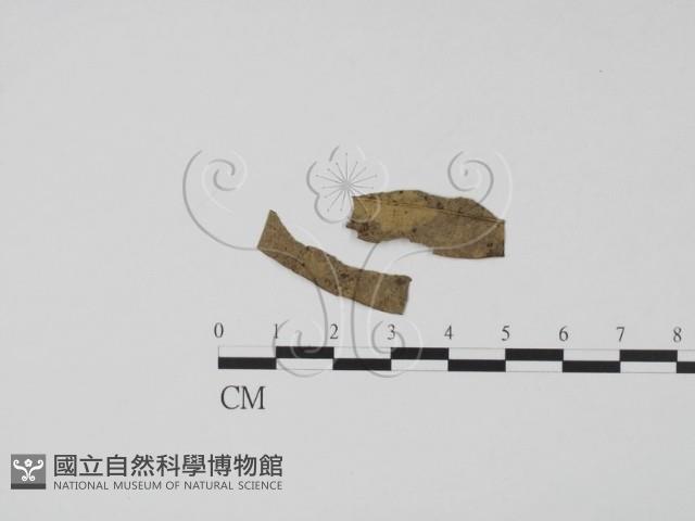 館號:F0020077藏品圖，第1張