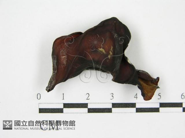 Accession Number:F0010077 Collection Image, Figure 1, Total 3 Figures