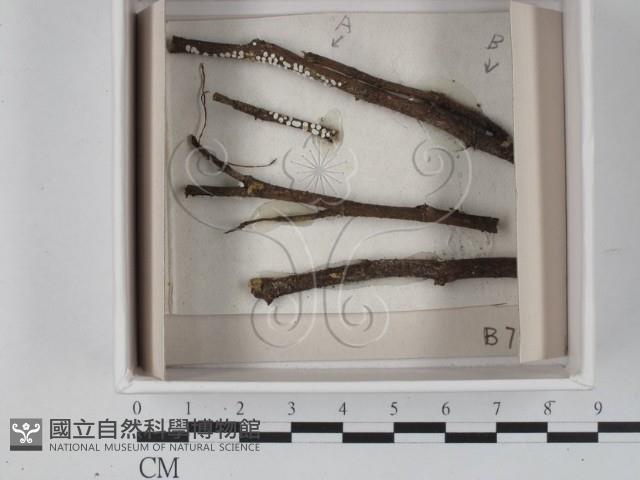 登錄號:F0021077藏品圖，第1張