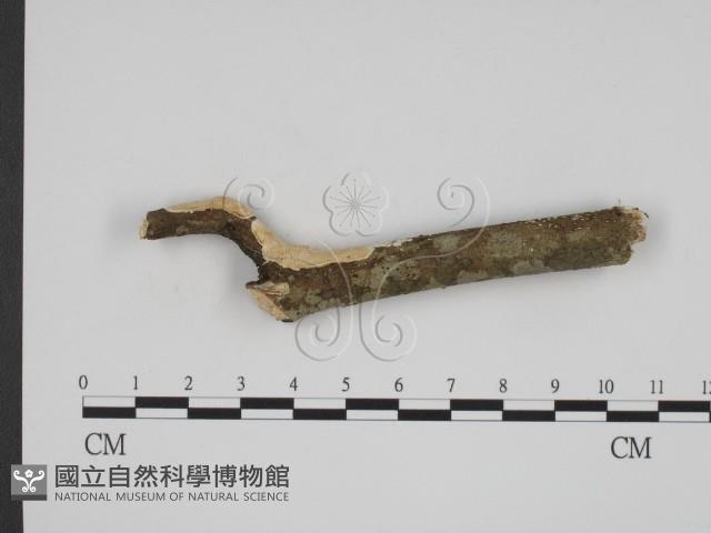 登錄號:F0001077藏品圖，第1張