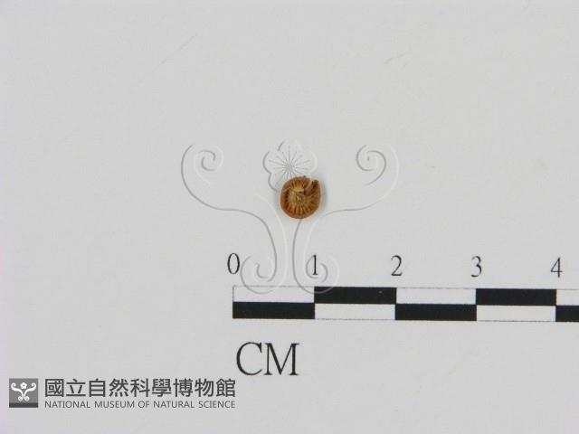 濕傘屬藏品圖，第1張