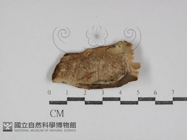 登錄號:F0031077藏品圖，第1張