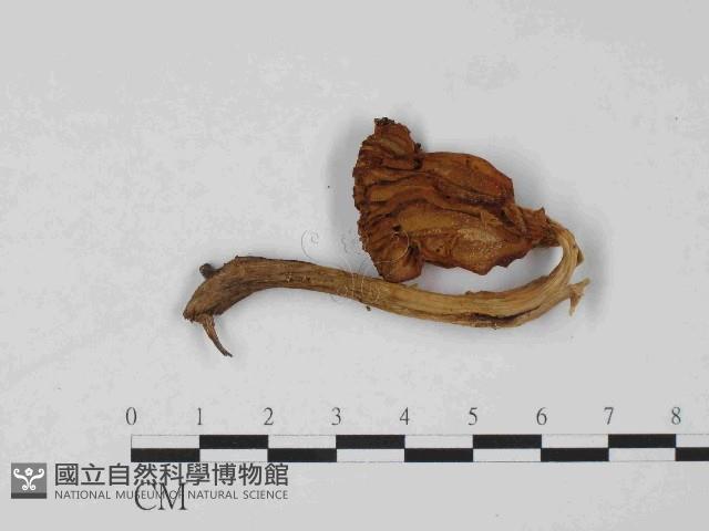 登錄號:F0024077藏品圖，第1張