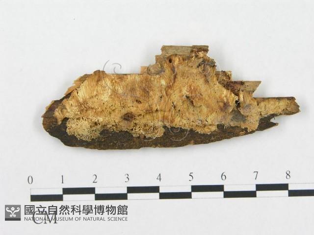 登錄號:F0014077藏品圖，第1張