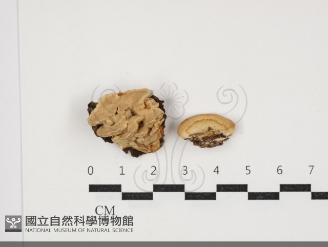 登錄號:F0034077藏品圖，第1張