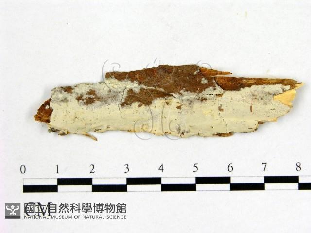 顯絲菌屬藏品圖，第1張