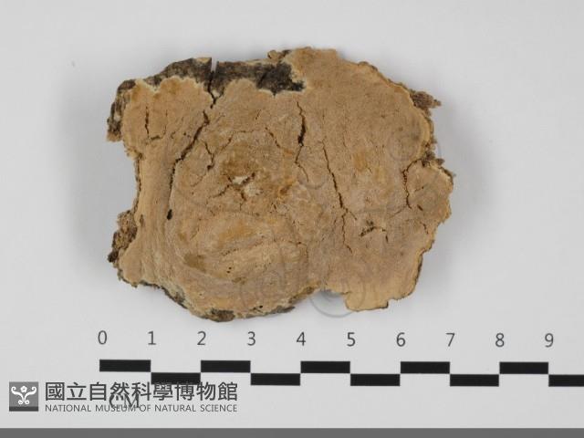 登錄號:F0032077藏品圖，第1張