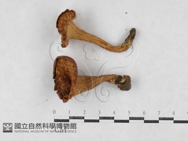 登錄號:F0027077藏品圖，第1張