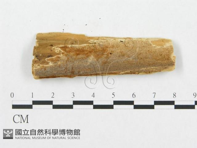 登錄號:F0007077藏品圖，第1張