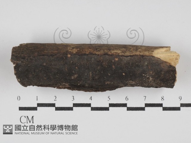 登錄號:F0025077藏品圖，第1張