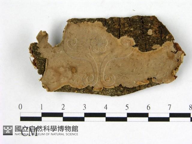 登錄號:F0005077藏品圖，第1張