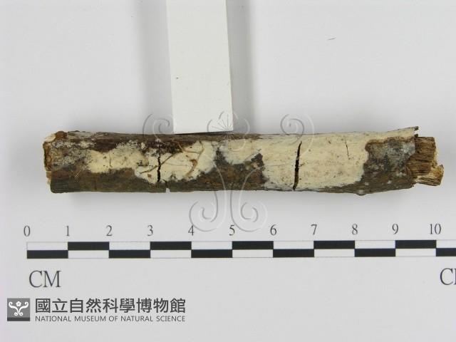 登錄號:F0015077藏品圖，第1張