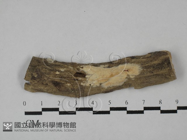 登錄號:F0029077藏品圖，第1張