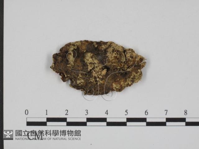 登錄號:F0009077藏品圖，第1張