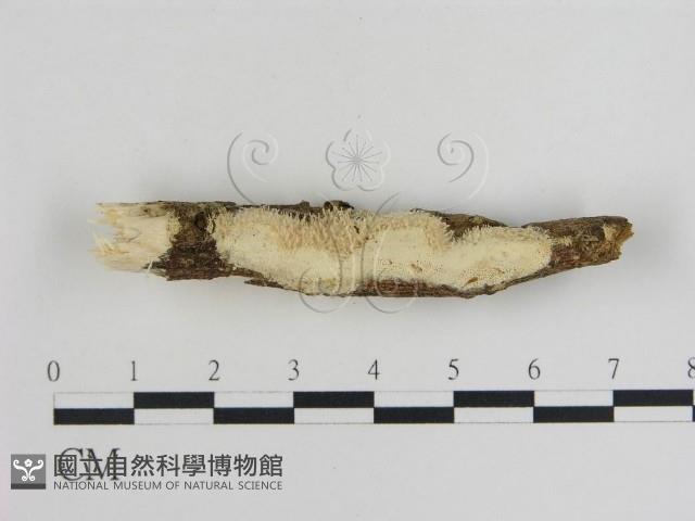 登錄號:F0019077藏品圖，第1張