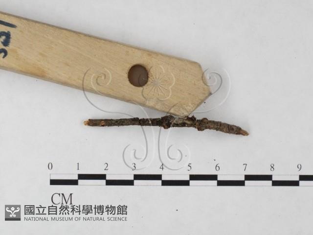 登錄號:F0003077藏品圖，第1張