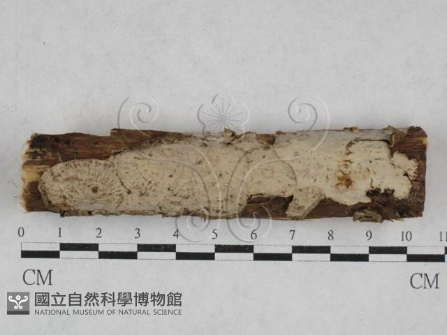 韌革菌屬藏品圖，第1張