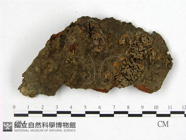 花耳屬藏品圖，第1張