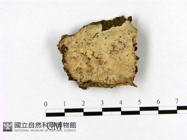 登錄號:F0020377藏品圖，第1張
