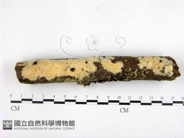 登錄號:F0000377藏品圖，第1張