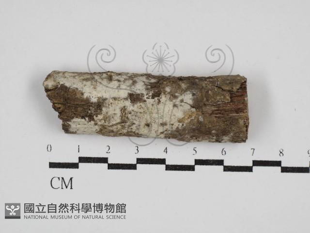 剛毛絲皮菌藏品圖，第1張