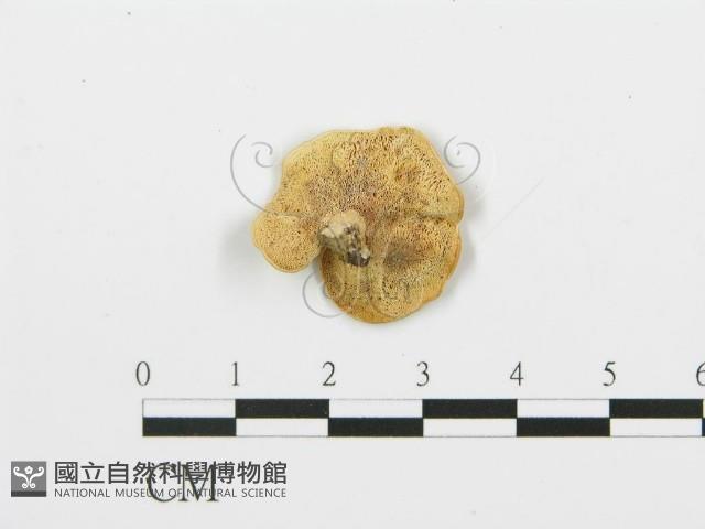 登錄號:F0006377藏品圖，第1張