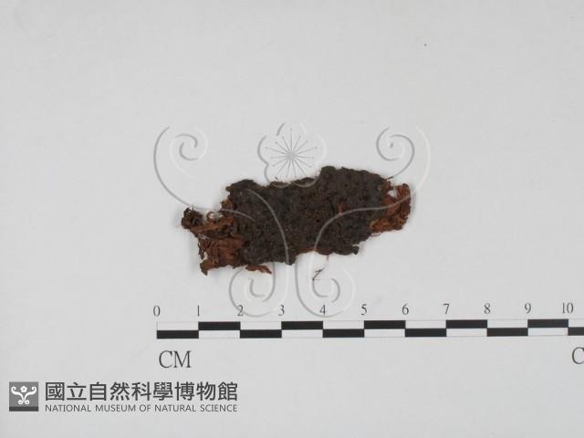 登錄號:F0011377藏品圖，第1張