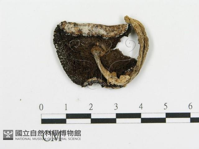 傘菌屬藏品圖，第1張