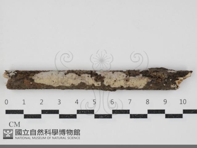 登錄號:F0034377藏品圖，第1張