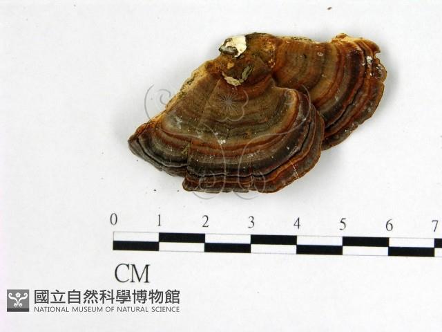栓菌屬藏品圖，第1張
