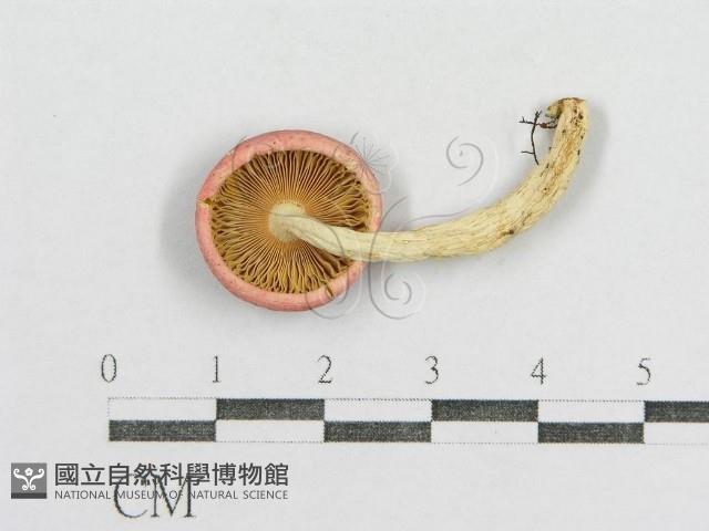 紅菇屬藏品圖，第1張