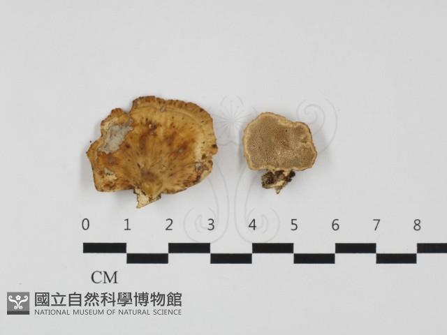 多孔菌屬藏品圖，第1張
