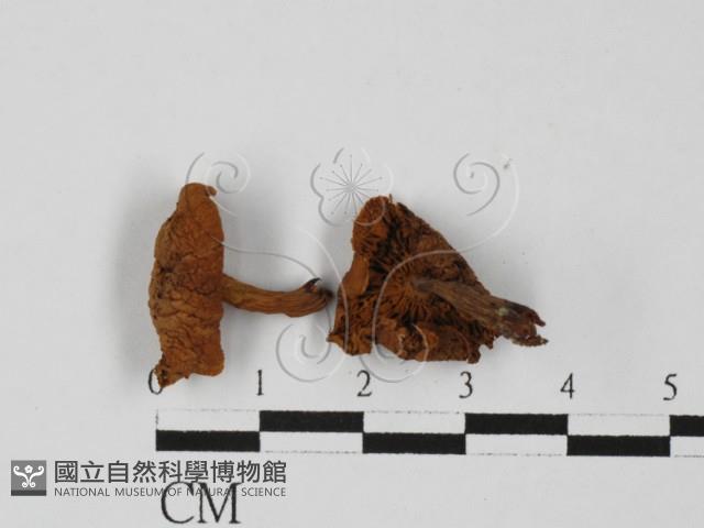 登錄號:F0027377藏品圖，第1張