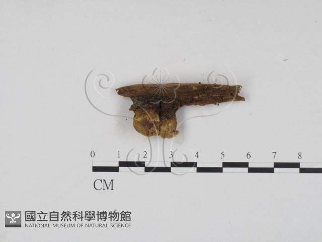 登錄號:F0005377藏品圖，第1張