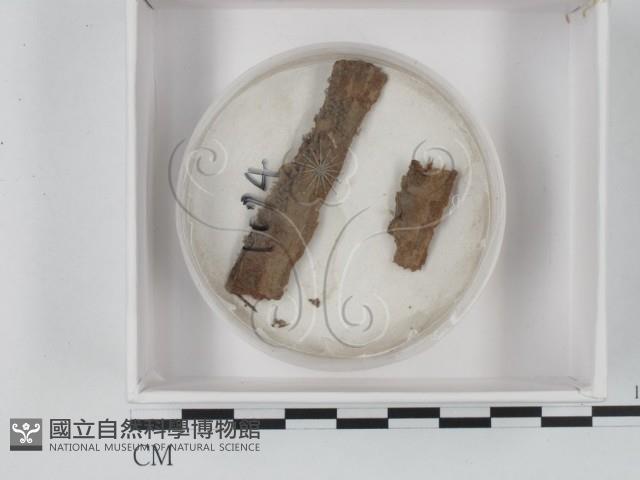 登錄號:F0019377藏品圖，第1張