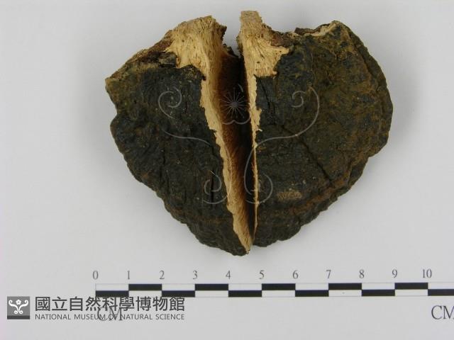 登錄號:F0003377藏品圖，第1張