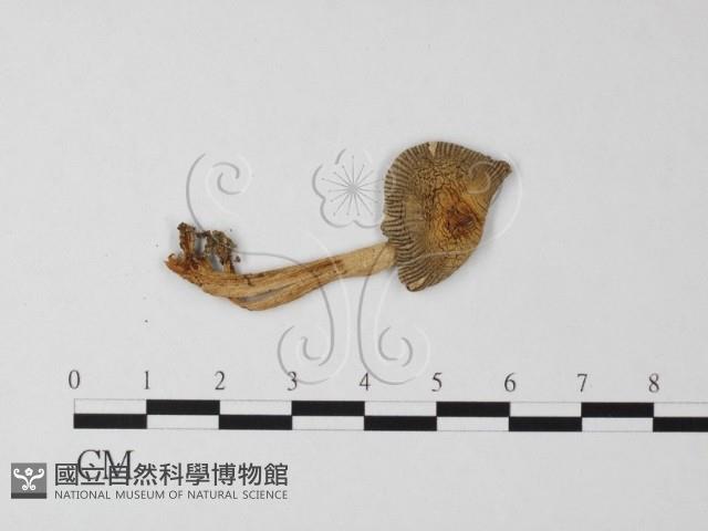 登錄號:F0013377藏品圖，第1張