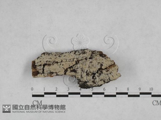 登錄號:F0028265藏品圖，第1張