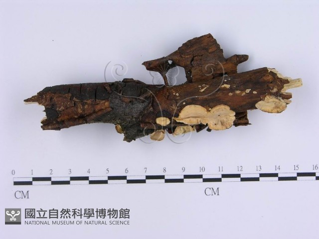 登錄號:F0008265藏品圖，第1張