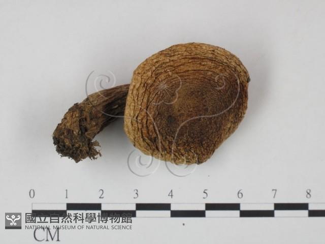 乳菇屬藏品圖，第1張