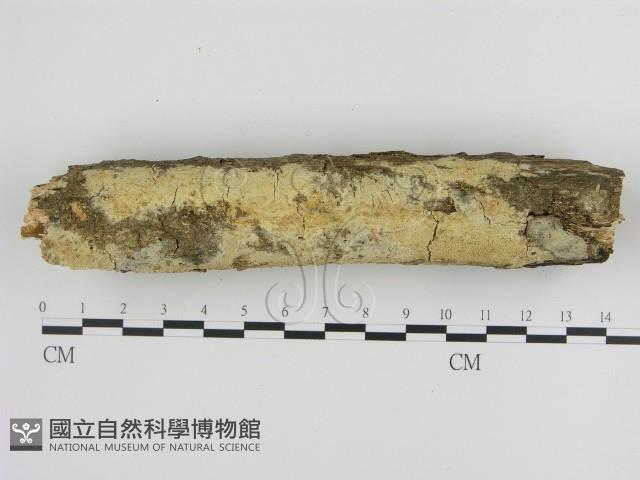 登錄號:F0000265藏品圖，第1張