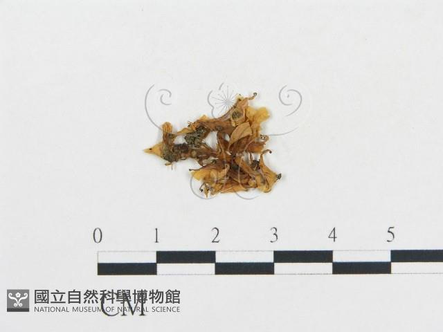 登錄號:F0010265藏品圖，第1張