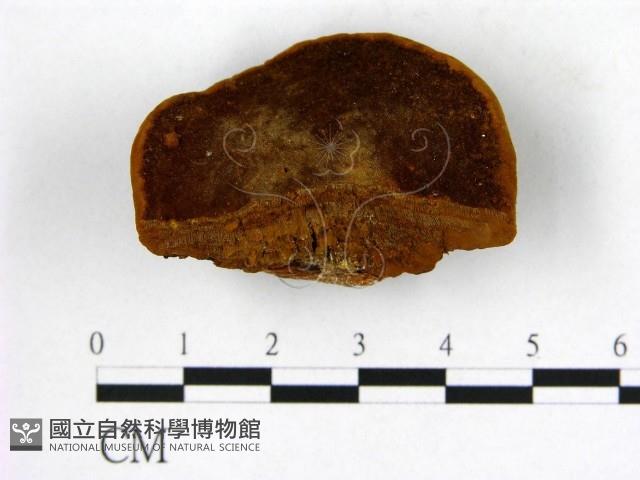 登錄號:F0006265藏品圖，第1張