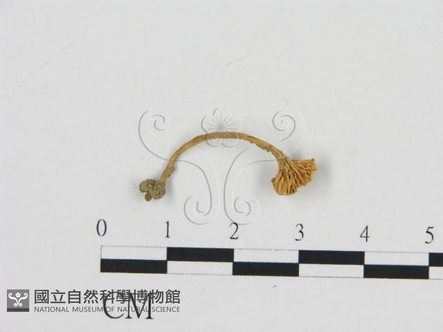 濕傘屬藏品圖，第1張