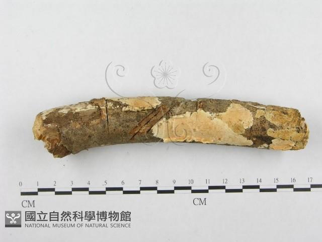 登錄號:F0001265藏品圖，第1張